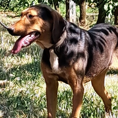 Hanni - anhänglich und mit sehr feinen Sinnen / Reserviert, griech. Bracken Mix - Hündin