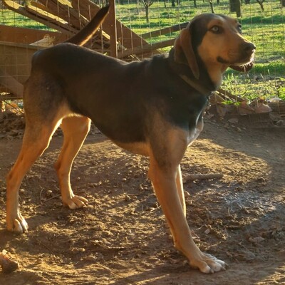 Hanni - anhänglich und mit sehr feinen Sinnen / Reserviert, griech. Bracken Mix - Hündin