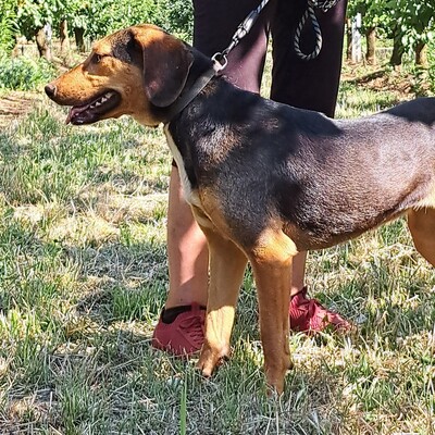 Hanni - anhänglich und mit sehr feinen Sinnen / Vorgemerkt, griech. Bracken Mix - Hündin