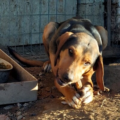 Hanni - anhänglich und mit sehr feinen Sinnen / Vorgemerkt