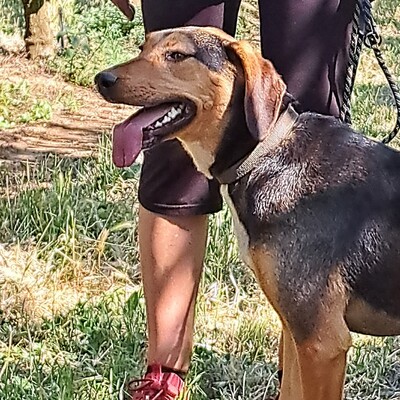 Hanni - anhänglich und mit sehr feinen Sinnen, griech. Bracken Mix - Hündin