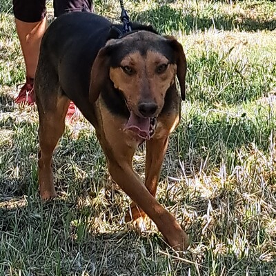 Hanni - anhänglich und mit sehr feinen Sinnen, griech. Bracken Mix - Hündin