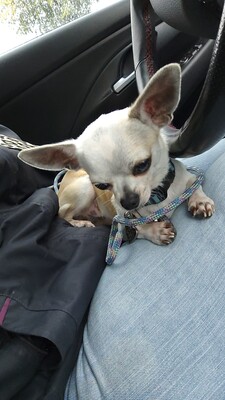 Hannibal, Chihuahua - Rüde