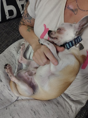 Hannibal, Chihuahua - Rüde