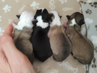 Hannibal, Chihuahua - Rüde