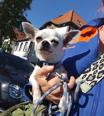 Hannibal, Chihuahua - Rüde