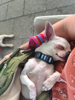 Hannibal, Chihuahua - Rüde