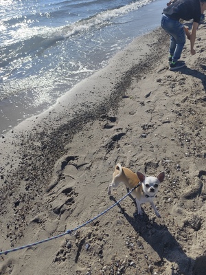 Hannibal, Chihuahua - Rüde