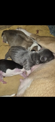 Hannibal, Chihuahua - Rüde