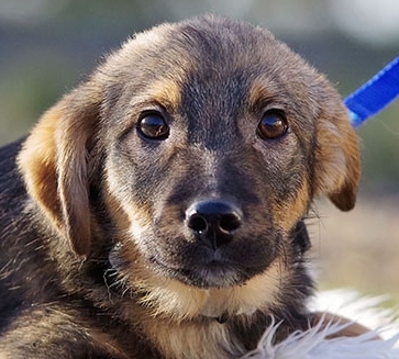 Hannibal, Mischling Welpen - Rüde