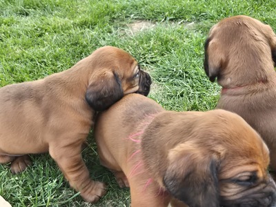 Hannoverscher Schweisshund Welpen - Rüde