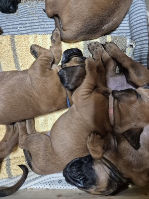 Hannoverscher Schweisshund Welpen - Rüde