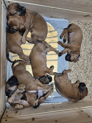 Hannoverscher Schweisshund Welpen - Rüde