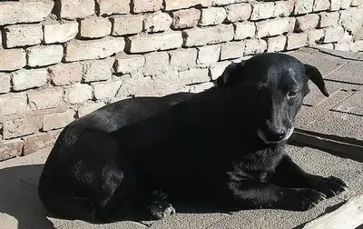 Hanny, - Hündin