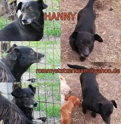 Hanny, - Hündin
