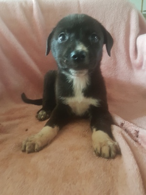 Hans, Helga, Labrador/Mix Welpen - Rüde