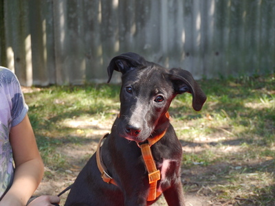 Hans-Jürgen - Fröhlicher Hundebube, ca. 4 Monate/41cm/10kg, Mischling Welpen - Rüde