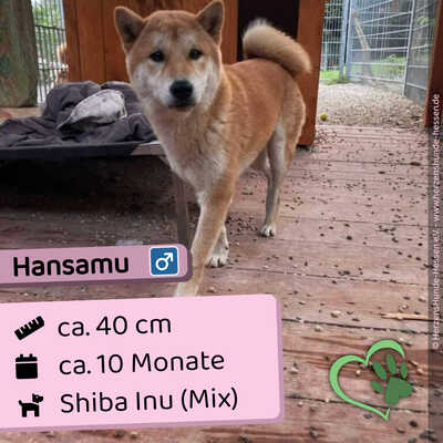 😍 Hansamu Slowakei (NB) Shiba Inu (Mix) Rüde - sozial und freundlich, Shiba Inu (Mix) - Rüde