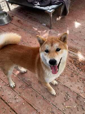 😍 Hansamu Slowakei (NB) Shiba Inu (Mix) Rüde - sozial und freundlich, Shiba Inu (Mix) - Rüde