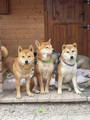 😍 Hansamu Slowakei (NB) Shiba Inu (Mix) Rüde - sozial und freundlich, Shiba Inu (Mix) - Rüde