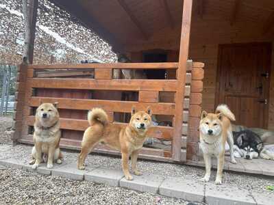 😍 Hansamu Slowakei (NB) Shiba Inu (Mix) Rüde - sozial und freundlich, Shiba Inu (Mix) - Rüde