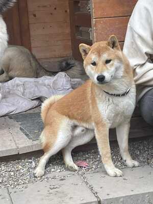 😍 Hansamu Slowakei (NB) Shiba Inu (Mix) Rüde - sozial und freundlich, Shiba Inu (Mix) - Rüde