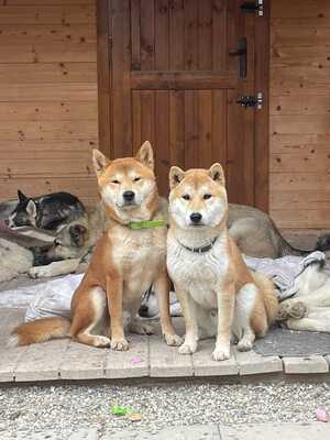 😍 Hansamu Slowakei (NB) Shiba Inu (Mix) Rüde - sozial und freundlich, Shiba Inu (Mix) - Rüde