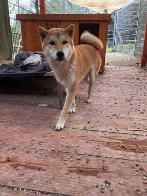 😍 Hansamu Slowakei (NB) Shiba Inu (Mix) Rüde - sozial und freundlich, Shiba Inu (Mix) - Rüde