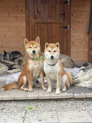 😍 Hansamu Slowakei (NB) Shiba Inu (Mix) Rüde - sozial und freundlich, Shiba Inu (Mix) - Rüde