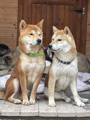 😍 Hansamu Slowakei (NB) Shiba Inu (Mix) Rüde - sozial und freundlich, Shiba Inu (Mix) - Rüde