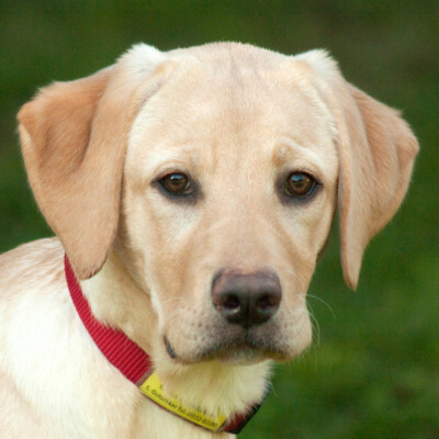 Happy Lilly, Labrador - Hündin