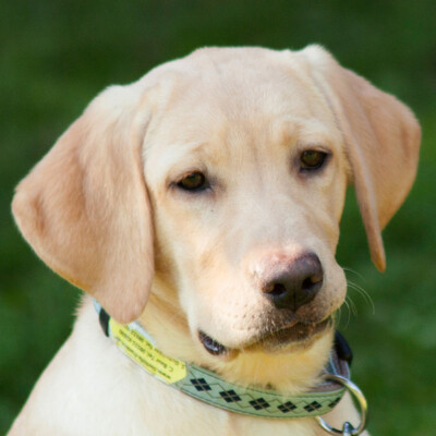 Happy Milly, Labrador - Hündin