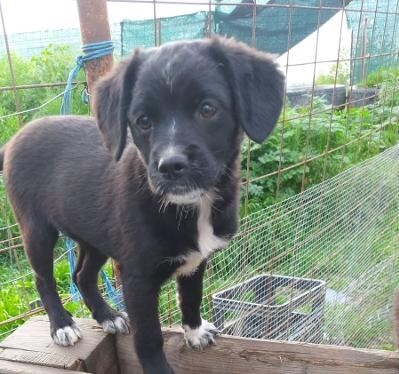 Happy, Mischling - Hündin