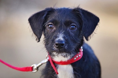 Happy, Mischling Welpen - Rüde