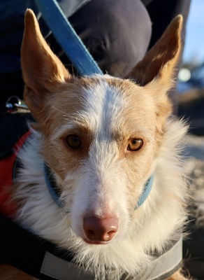 Happy, Podenco Andaluz - Mix; rauhaarig - Hündin