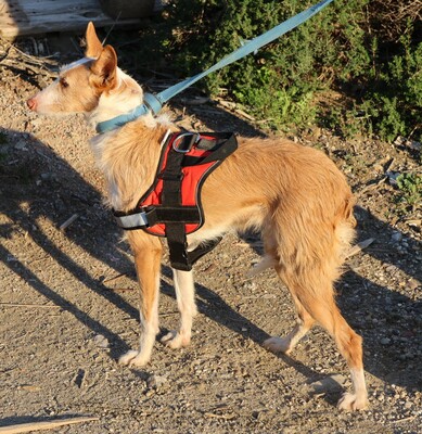 Happy, Podenco Andaluz - Mix; rauhaarig - Hündin