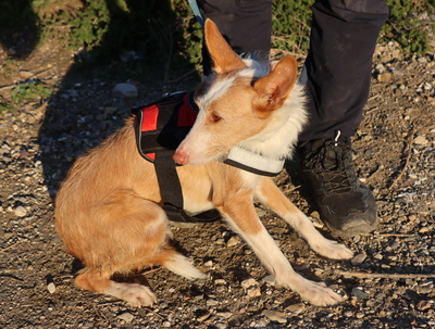 Happy, Podenco Andaluz - Mix; rauhaarig - Hündin