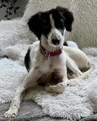 Happy, Saluki - Mix - Hündin