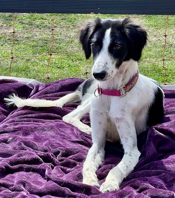 Happy, Saluki - Mix - Hündin