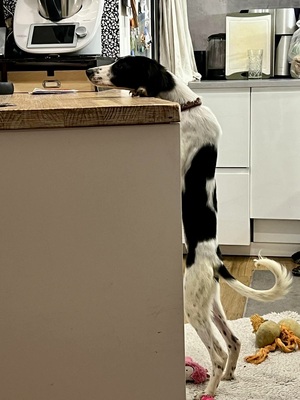Happy, Saluki - Mix - Hündin
