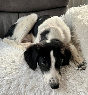 Happy, Saluki - Mix - Hündin