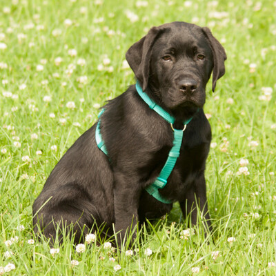 Happy Sunday, Labrador. - Rüde