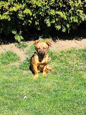 Happy, ein Herz auf vier Pfoten sucht sein Glück