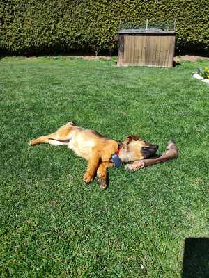 Happy, ein Herz auf vier Pfoten sucht sein Glück, Mischling - Rüde