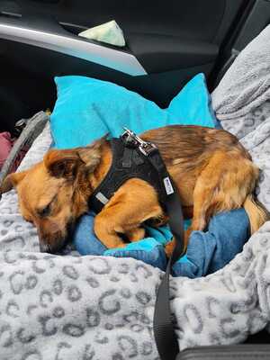 Happy, ein Herz auf vier Pfoten sucht sein Glück, Mischling - Rüde