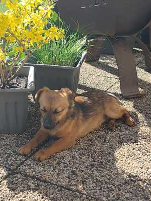 Happy, ein Herz auf vier Pfoten sucht sein Glück, Mischling - Rüde