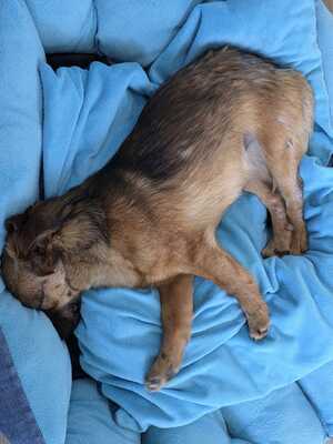 Happy, ein Herz auf vier Pfoten sucht sein Glück, Mischling - Rüde