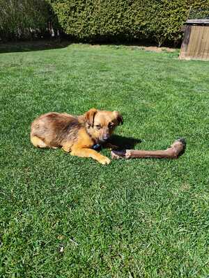 Happy, ein Herz auf vier Pfoten sucht sein Glück, Mischling - Rüde