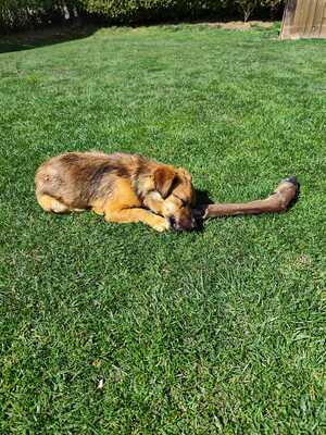 Happy, ein Herz auf vier Pfoten sucht sein Glück, Mischling - Rüde