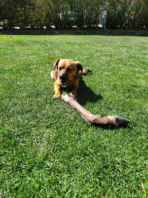 Happy, ein Herz auf vier Pfoten sucht sein Glück, Mischling - Rüde